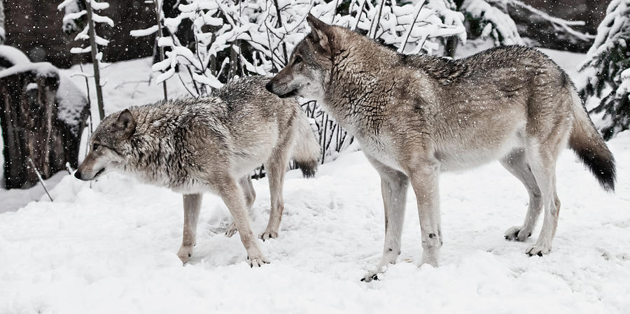 Wolves male and female play during mating in a snowy winter fore ...