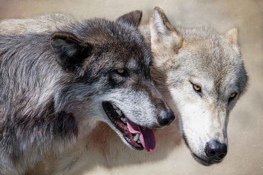 Wolves Photograph by Mary Hone