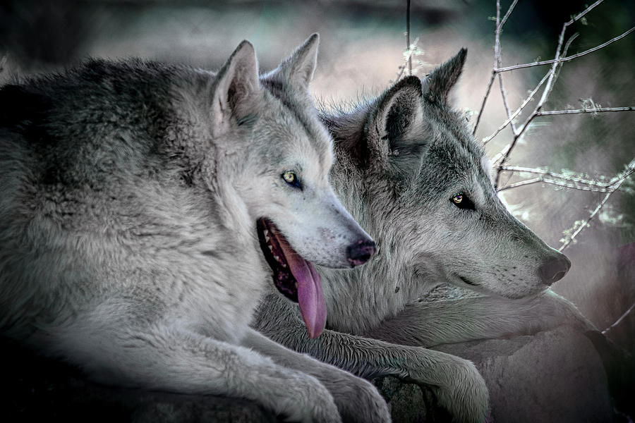 Wolves Photograph by Patricia Fiedler | Fine Art America