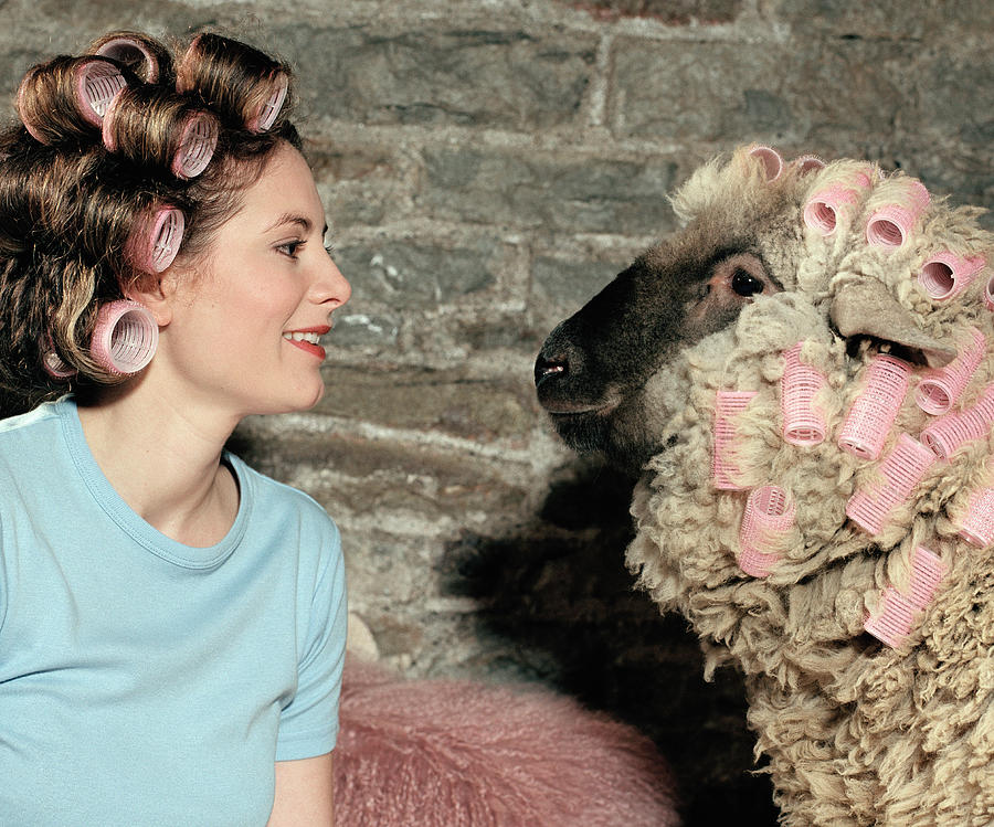 Woman and sheep wearing rollers on heads, side view Photograph by Colin Hawkins