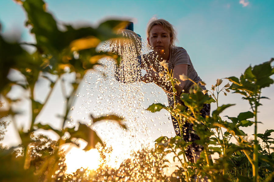 Woman cares for plants, watering green shoots from a watering can at sunset. Farming or gardening concept Photograph by Rbkomar