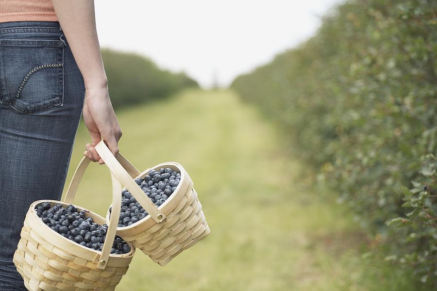 Woman carrying baskets of blueberries Photograph by Tammy Hanratty