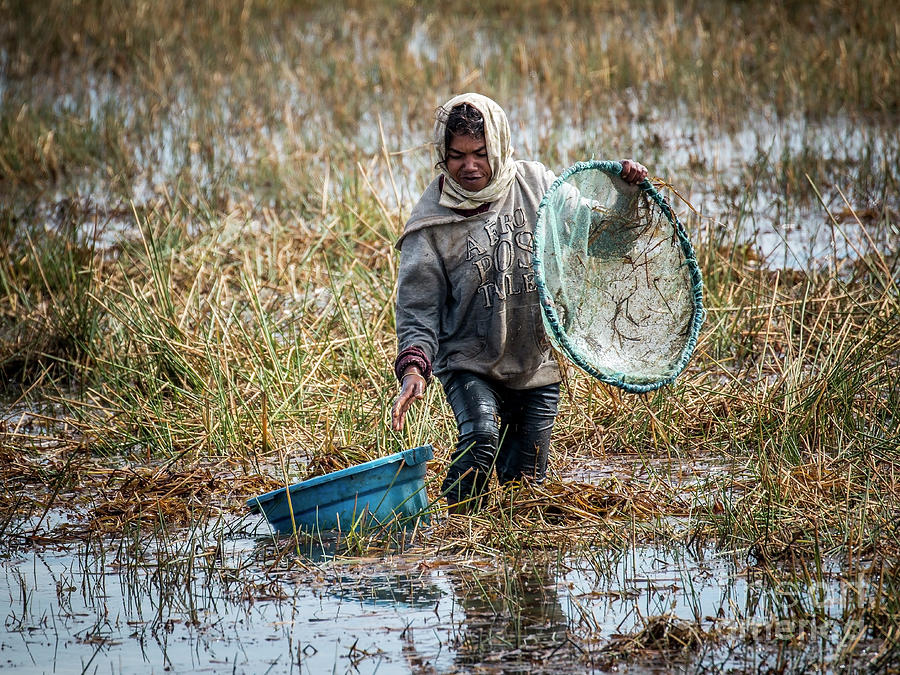  Woman catching fish in a paddyfield - 2 Photograph by Claudio Maioli