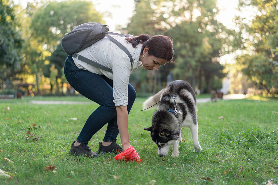 Woman cleaning after her dog in the park Photograph by Petko Ninov Woman cleaning after her dog in the park Photograph by Petko Ninov
