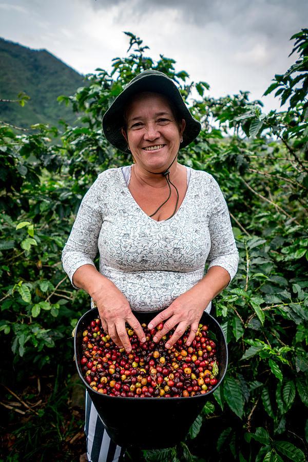 Woman collecting Colombian coffee at a farm Photograph by Andresr