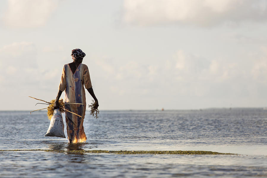 Woman collecting seaweeds from water in Zanzibar, Tanzania Photograph by Danm