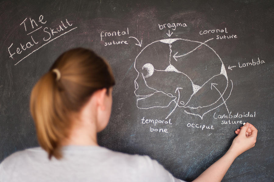 Woman drawing the fetal skull with chalk Photograph by Elizabeth Livermore