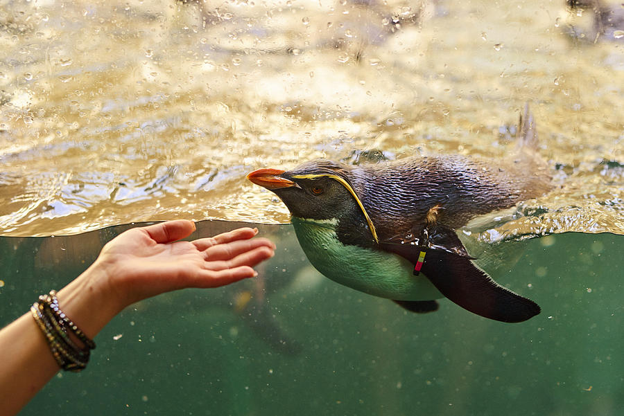 woman hand touching Galapagos penguin Photograph by Stock_colors
