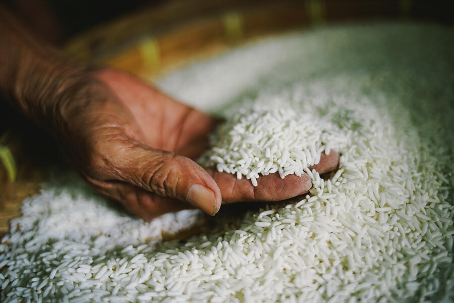 Woman Hands Holding Rice For Survival Photograph by 4421010037