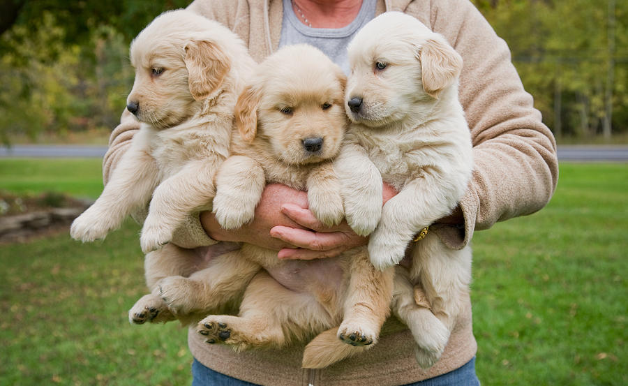 Woman holding 3 male golden retriever puppies Photograph by Ron Levine