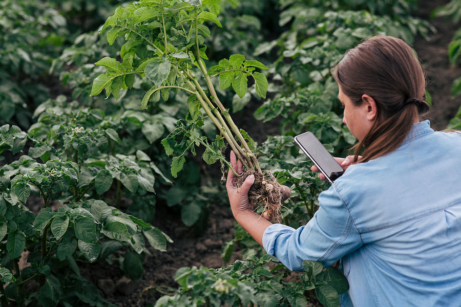 Woman holding and taking photo of potato crop. Photograph by Sanja Radin