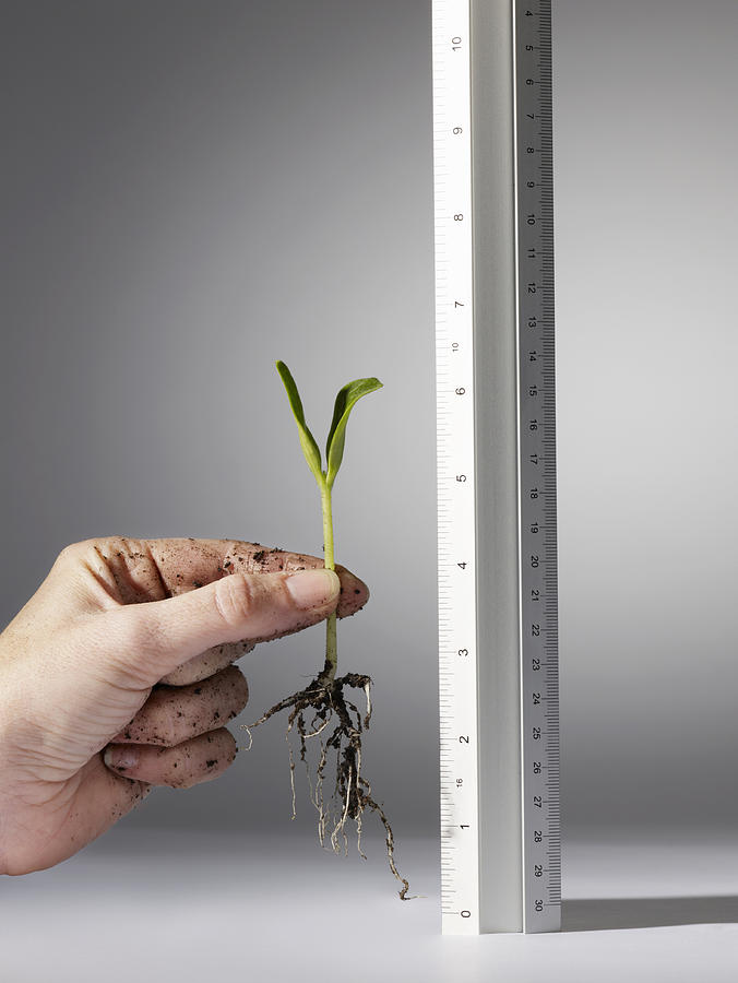 Woman holding seedling against ruler, close-up of hand Photograph by Flashpop