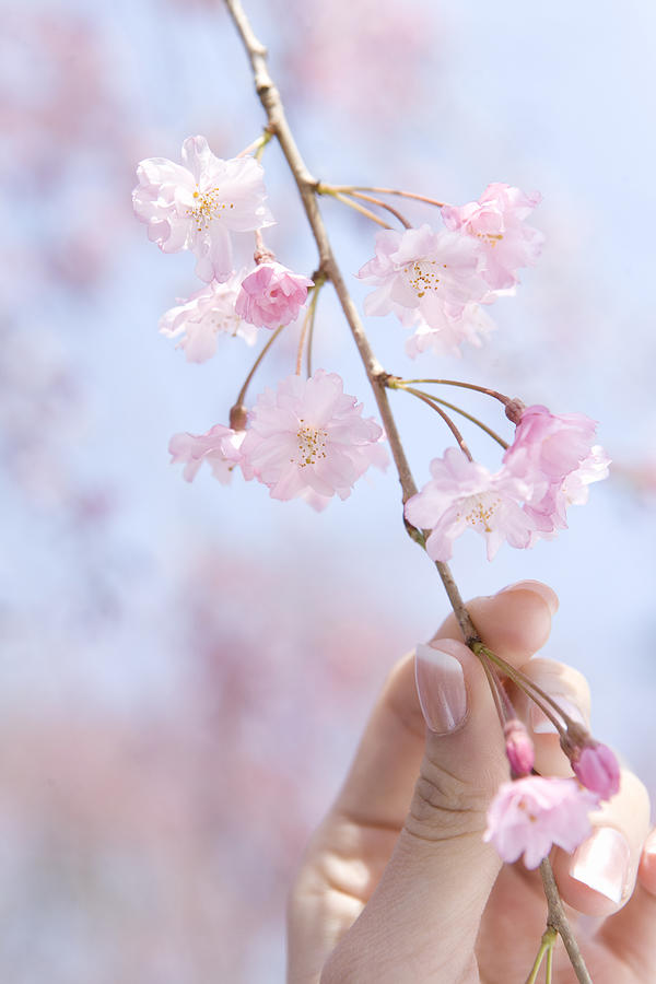 Woman holding the twig of a cherry tree, close up, Japan Photograph by Daj