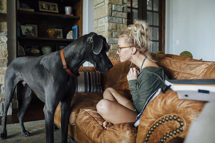 Woman looking at Great Dane while sitting on sofa Photograph by Cavan Images