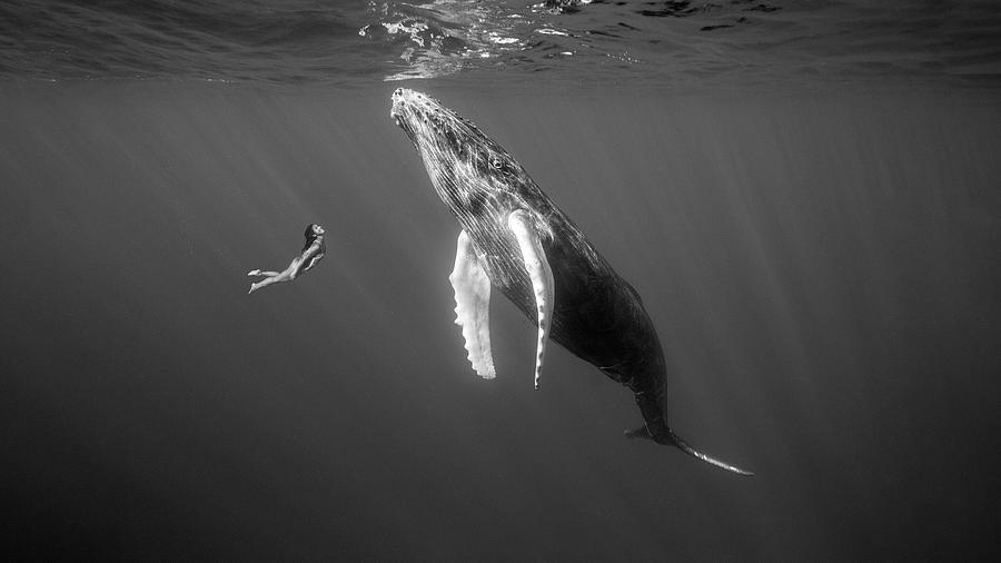 Woman Swimming with Whales Photograph by Daniel Moise - Fine Art America