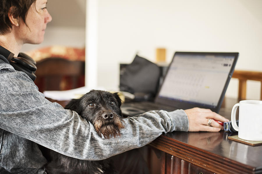 Woman using a laptop with her dog sitting on her lap Photograph by NickyLloyd