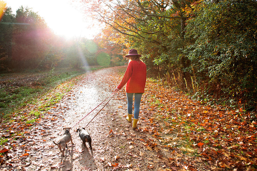 Woman walking dogs in an autumn woodland Photograph by Matilda Delves
