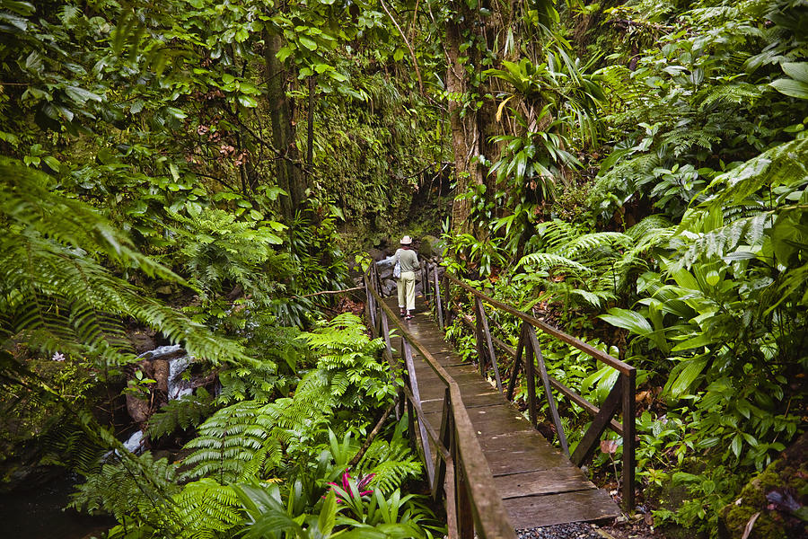 Woman walking down Jacko Steps to Layou River, Dominica. Photograph by David Madison
