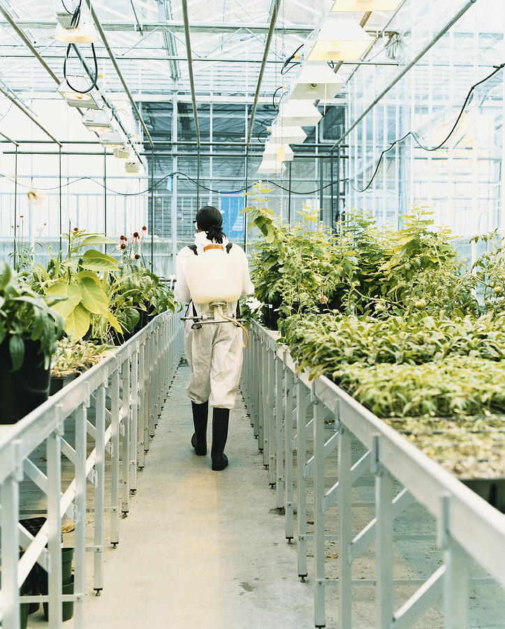 Woman Wearing a Protective Suit Walking Through a Greenhouse of Plants Photograph by Noel Hendrickson
