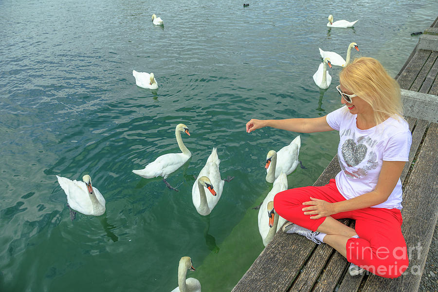 Woman with swans in Zurich lake Photograph by Benny Marty