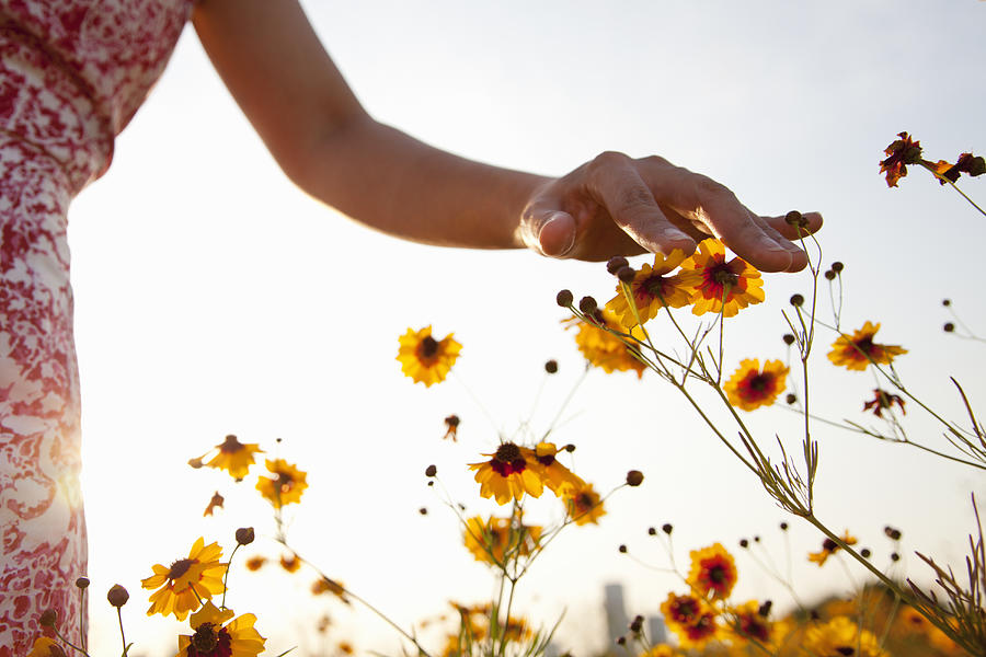 Womans hand touching wild flowers in meadow Photograph by Steve West