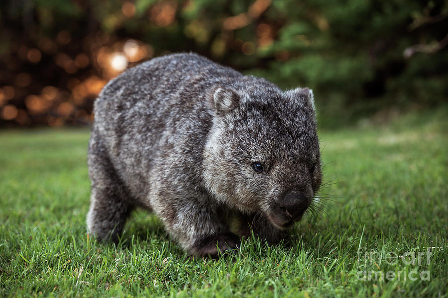 Animal Photograph - Womat In Kelso, Tasmania, Australia by Dominic Jeanmaire Animal Photograph - Womat In Kelso, Tasmania, Australia by Dominic Jeanmaire