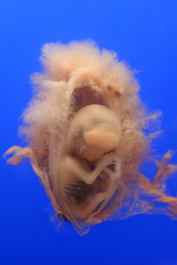 Womb with embryo inside, blue background Photograph by Kickers