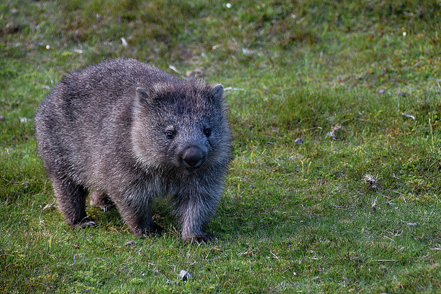 Wombat Photograph by Andrei SKY