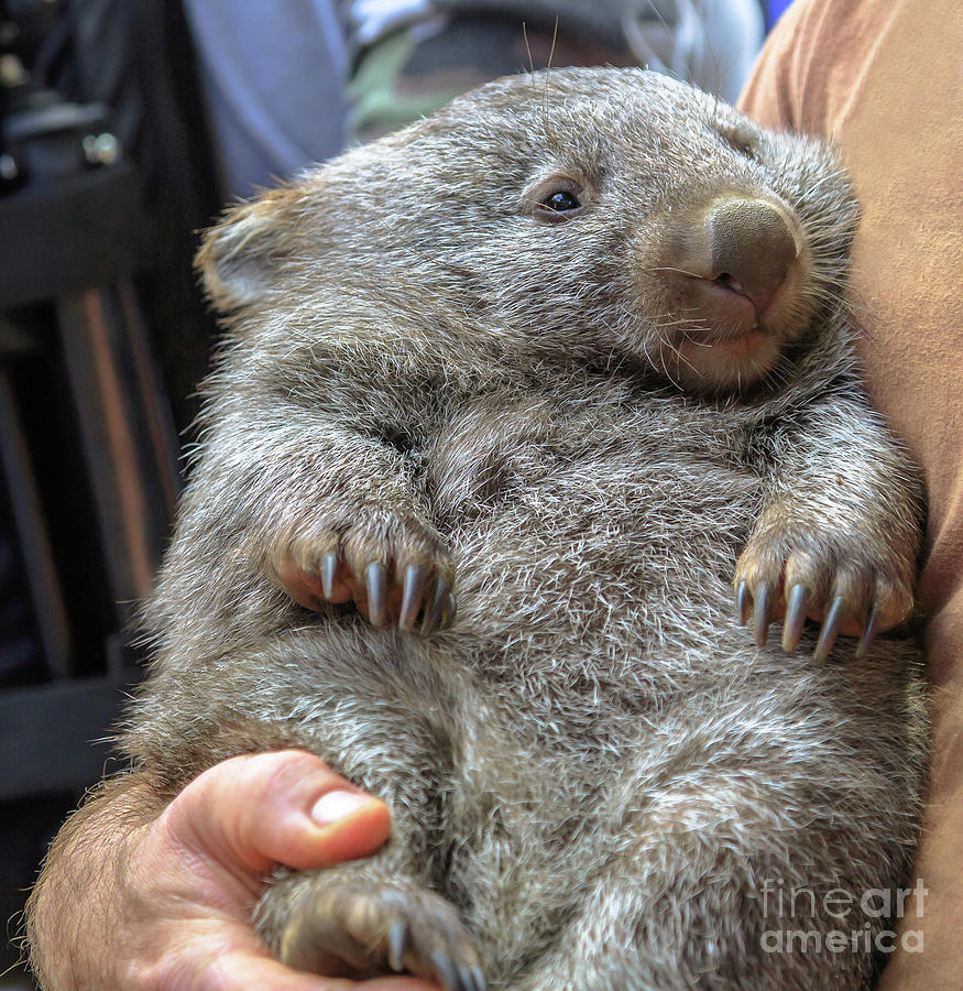 Wombat holding Australia Photograph by Benny Marty