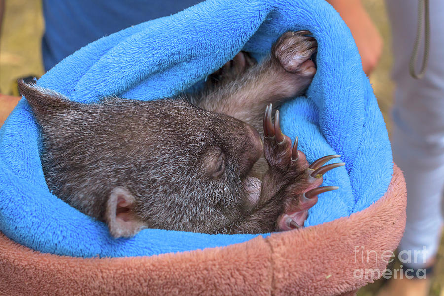 Wombat joey sleeping Photograph by Benny Marty
