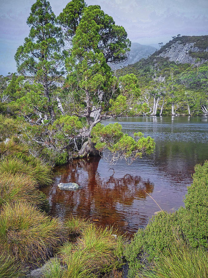 Wombat Pool - Cradle Mountain National Park - Tasmania Photograph by Tony Crehan