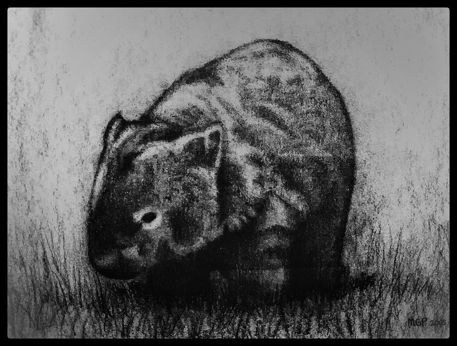 Wombat W/ Border Drawing