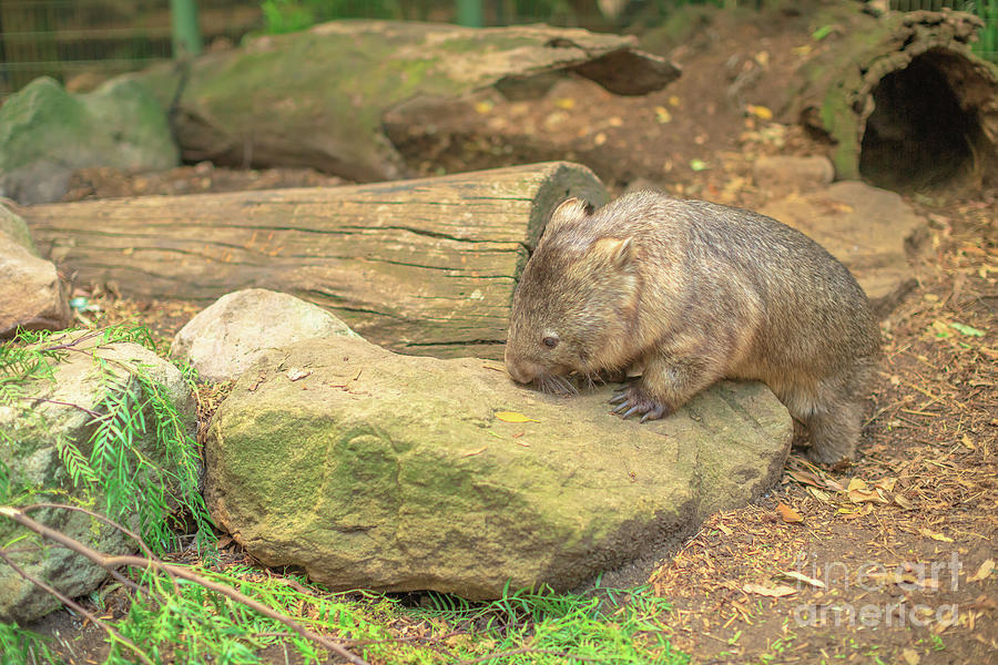 Wombat walking in the wilderness Photograph by Benny Marty