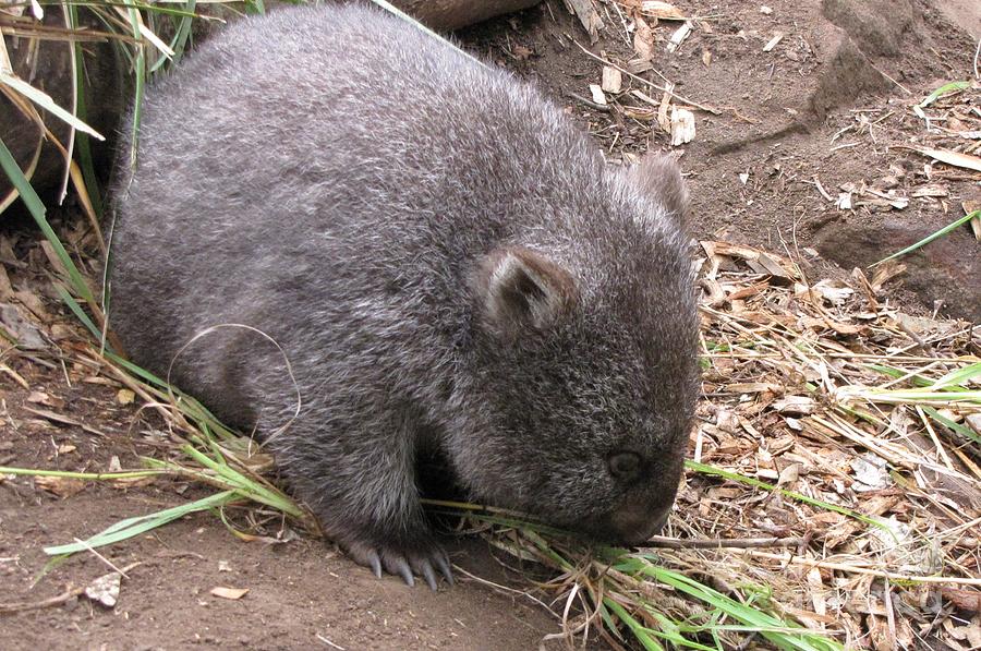 Wombat Photograph by World Reflections By Sharon