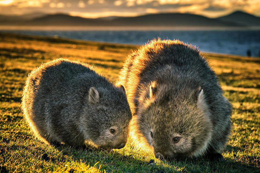 Wombats Photograph by Posnov