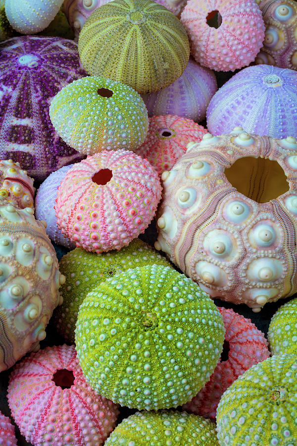 Wondefful Varity Of Sea Urchins Photograph by Garry Gay - Fine Art America