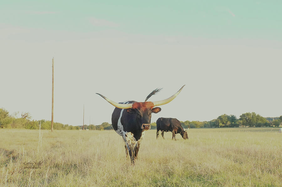 Wonder, a Texas longhorn wondering through the pasture Photograph by Cathy Valle