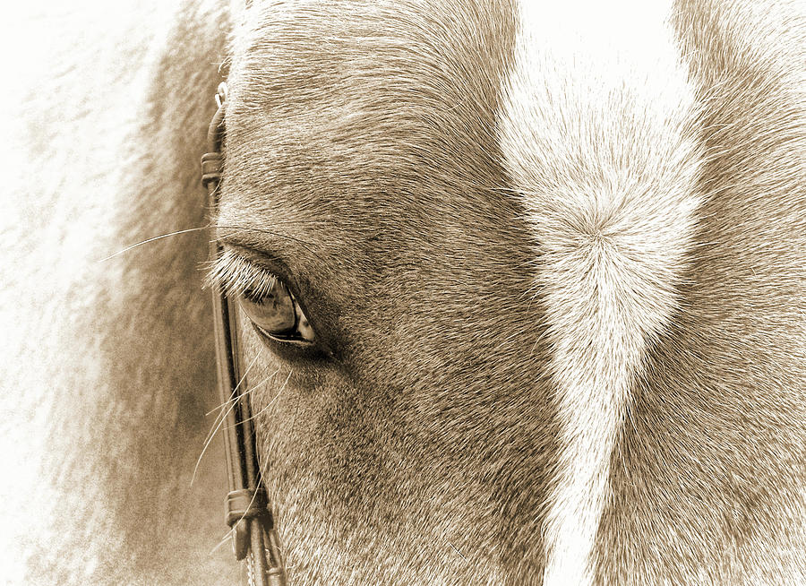 Wonder Pony Photograph by Jamart Photography