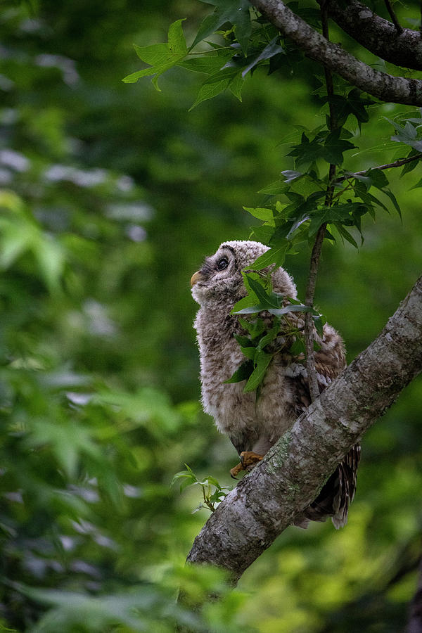 Wonder Photograph by Steve Van Seters - Fine Art America