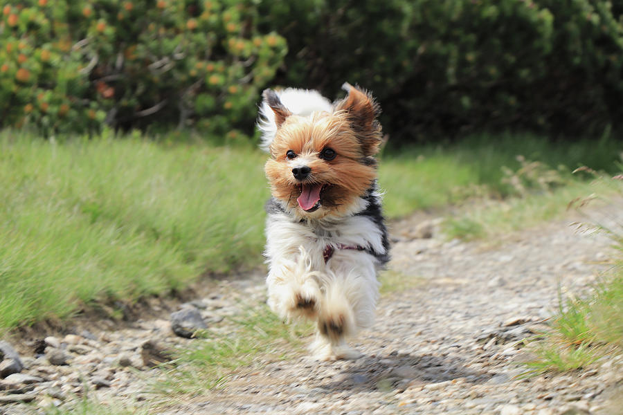 Biewer Terrier in run position with tongue out Photograph by Vaclav Sonnek