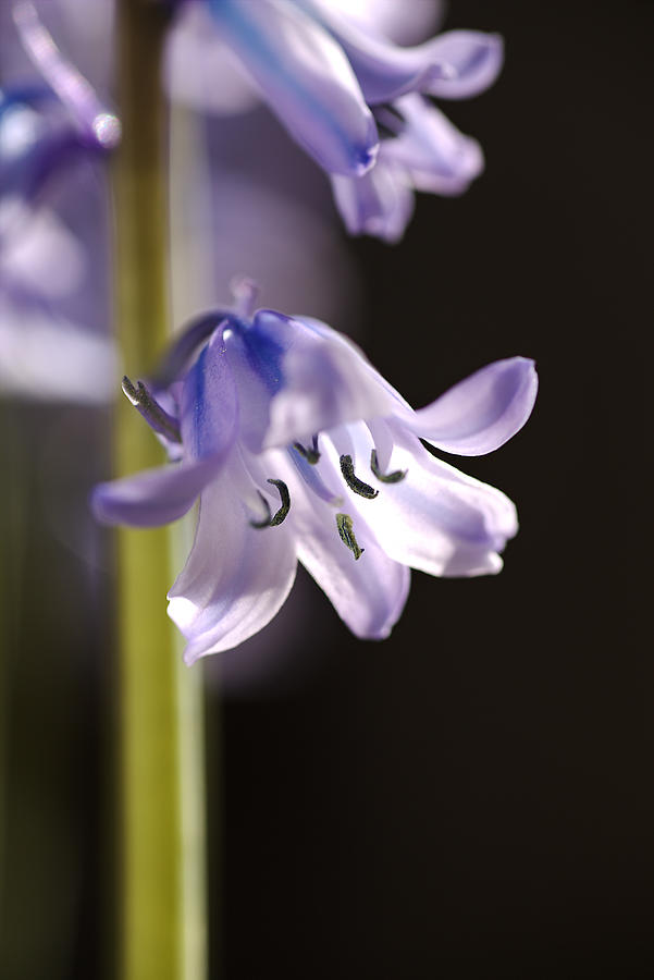Asparagus Photograph - Wonderful Bluebell Flower by Joy Watson