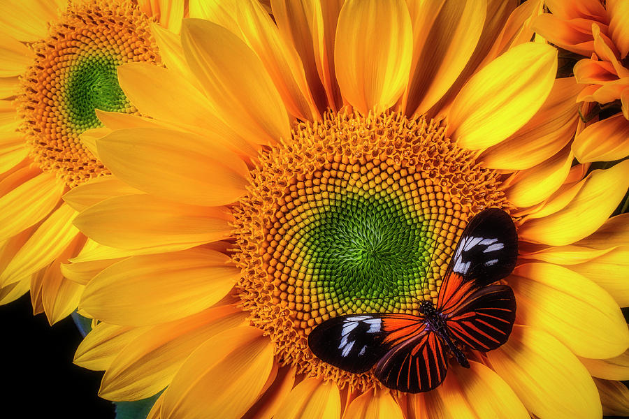 Wonderful Butterfly On Sunflower Photograph by Garry Gay - Pixels