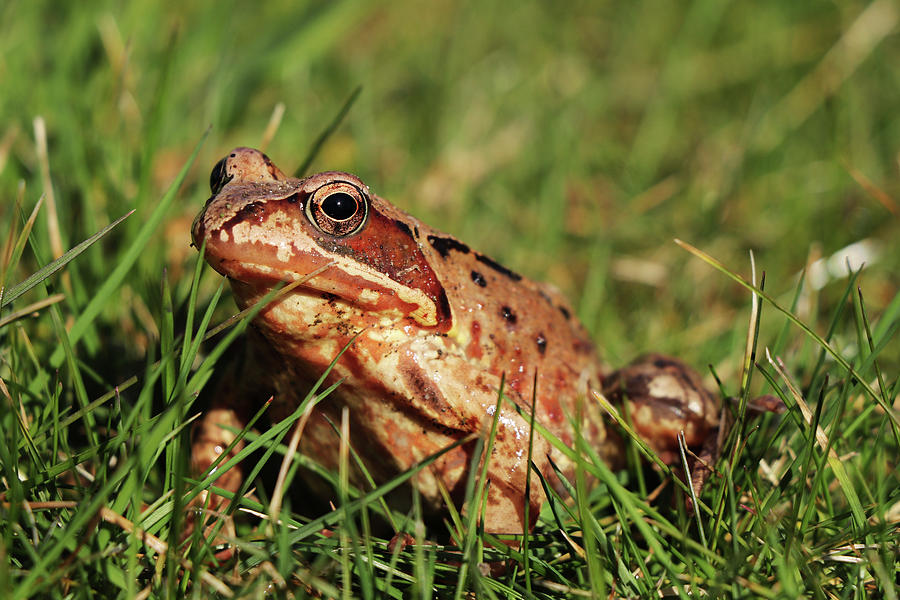 Wonderful detail on Common frog hidden in green grass and get some warm up. Dangerous environment for frogs. Rana temporaria with black eyes waits for some flies. European common brown frog  Photograph by Vaclav Sonnek