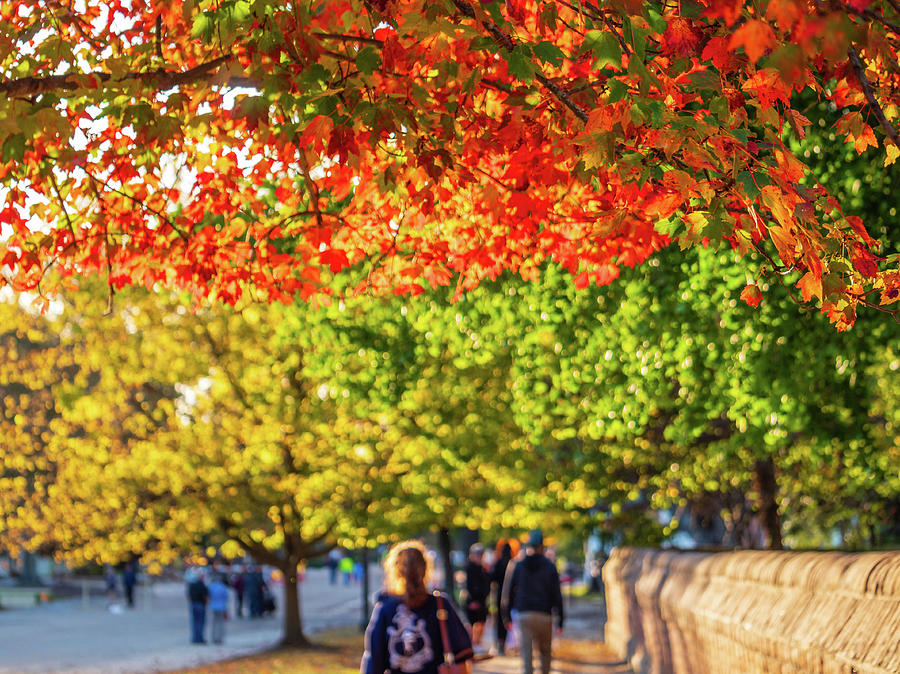 Wonderful Fall Street in the Afternoon Photograph by Rachel Morrison