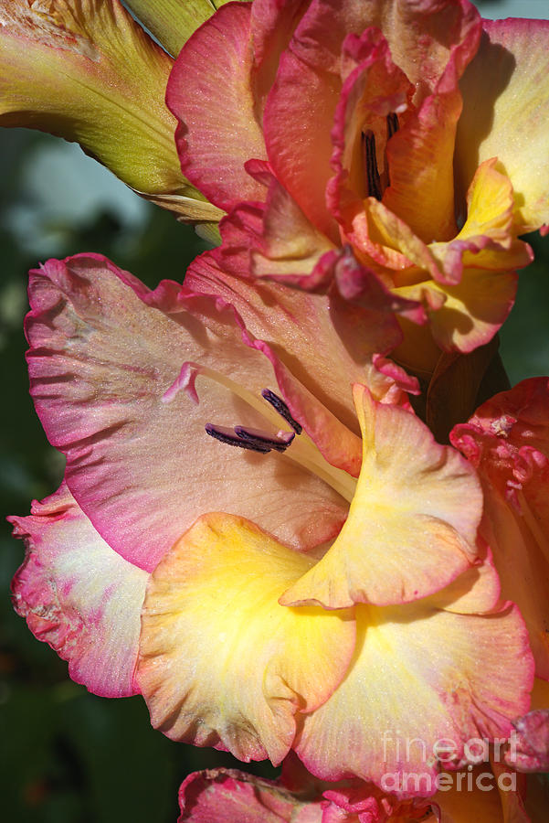 Wonderful Gladiolus  Photograph by Joy Watson