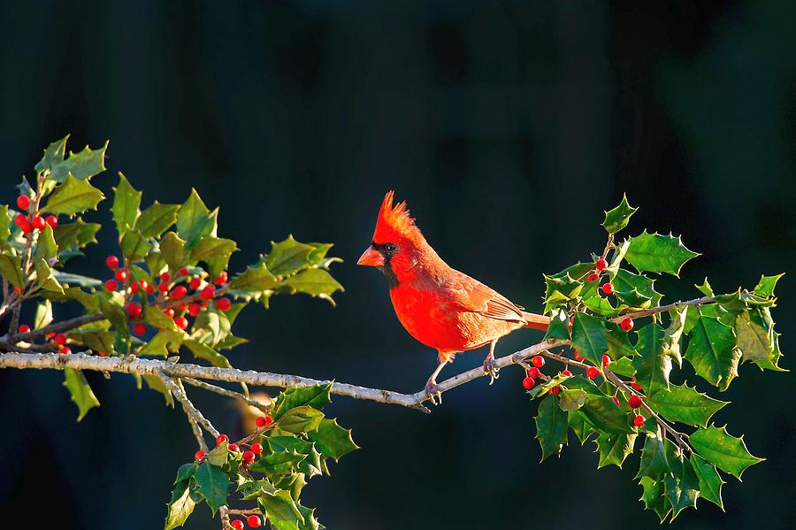 Pin on AZ CARDINALS. RED SEA. BEWARE. LADYBIRDS. BIRDGANG