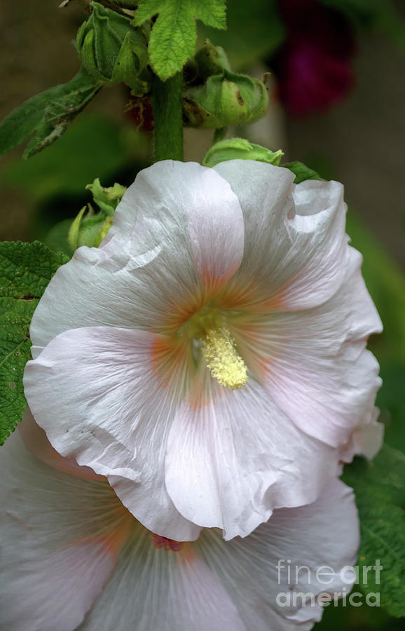 Wonderful Hibiscus Photograph by Michelle Meenawong
