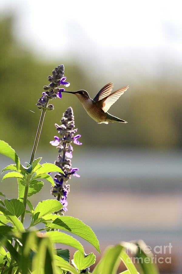 Wonderful Hummingbird Morning Photograph by Carol Groenen