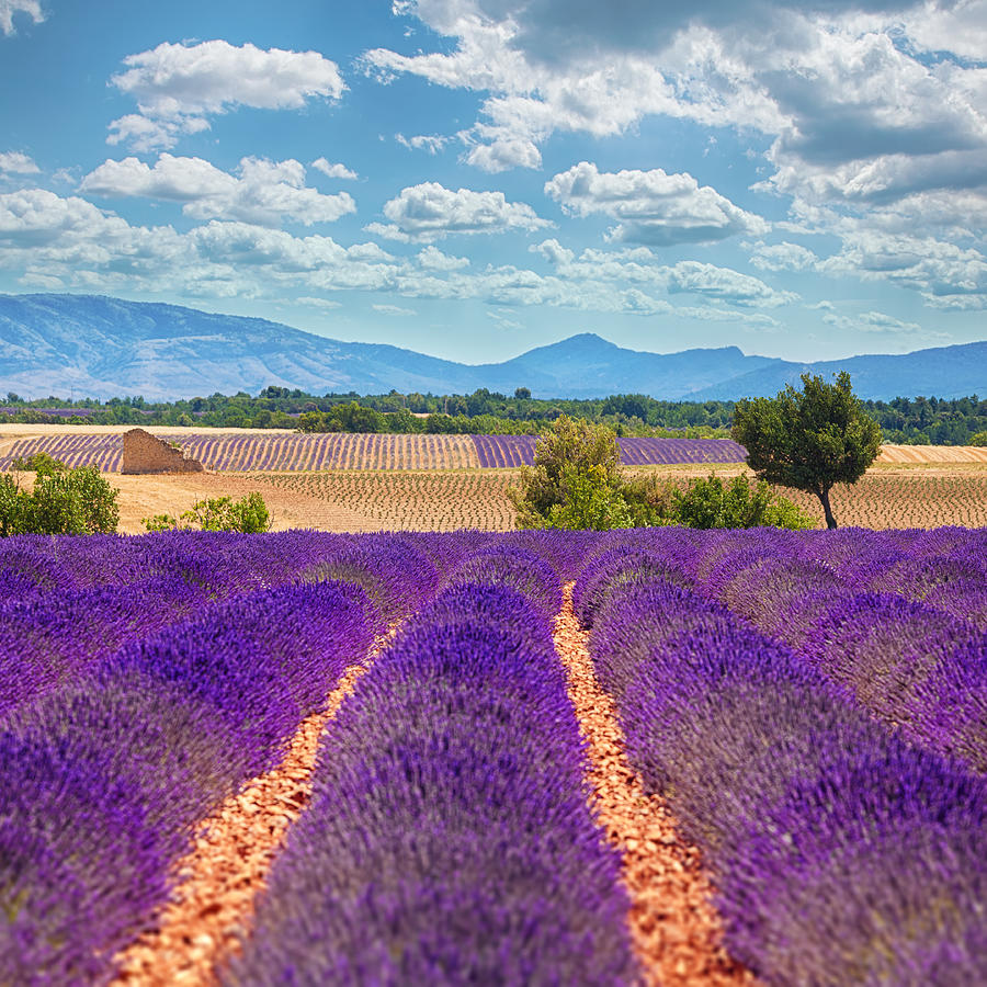 Wonderful lavender field in Provence Photograph by Peter Zelei Images