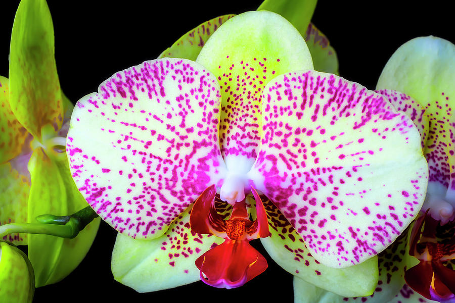 Wonderful Pink Yellow Orchid Photograph by Garry Gay
